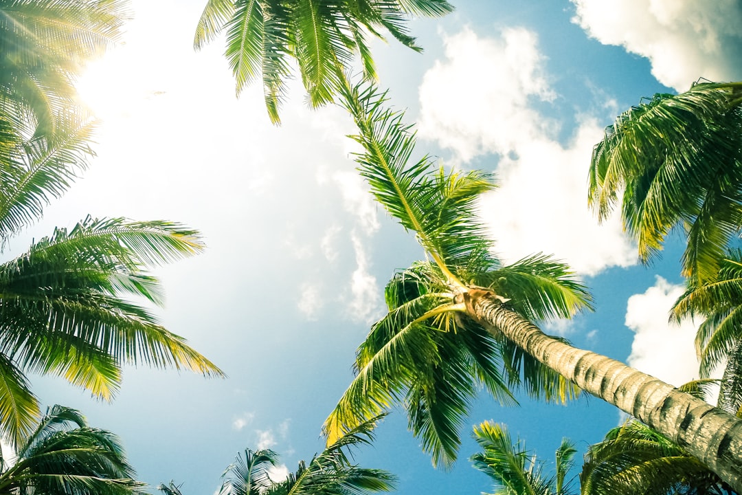 Climat caraibes