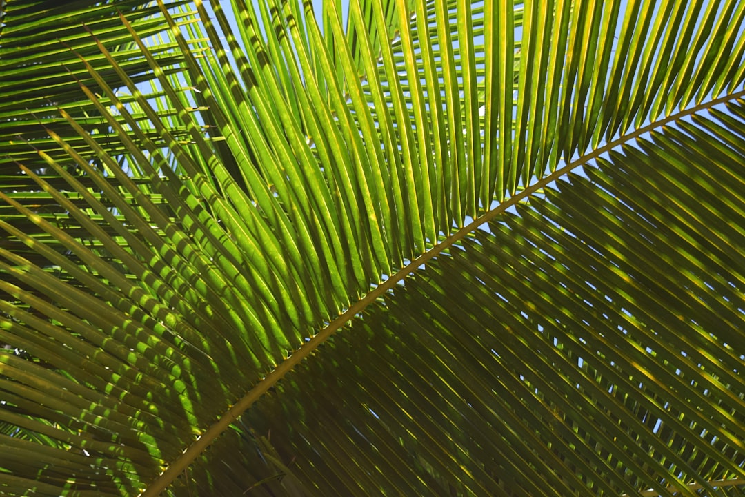 Saison cyclonique caraibes