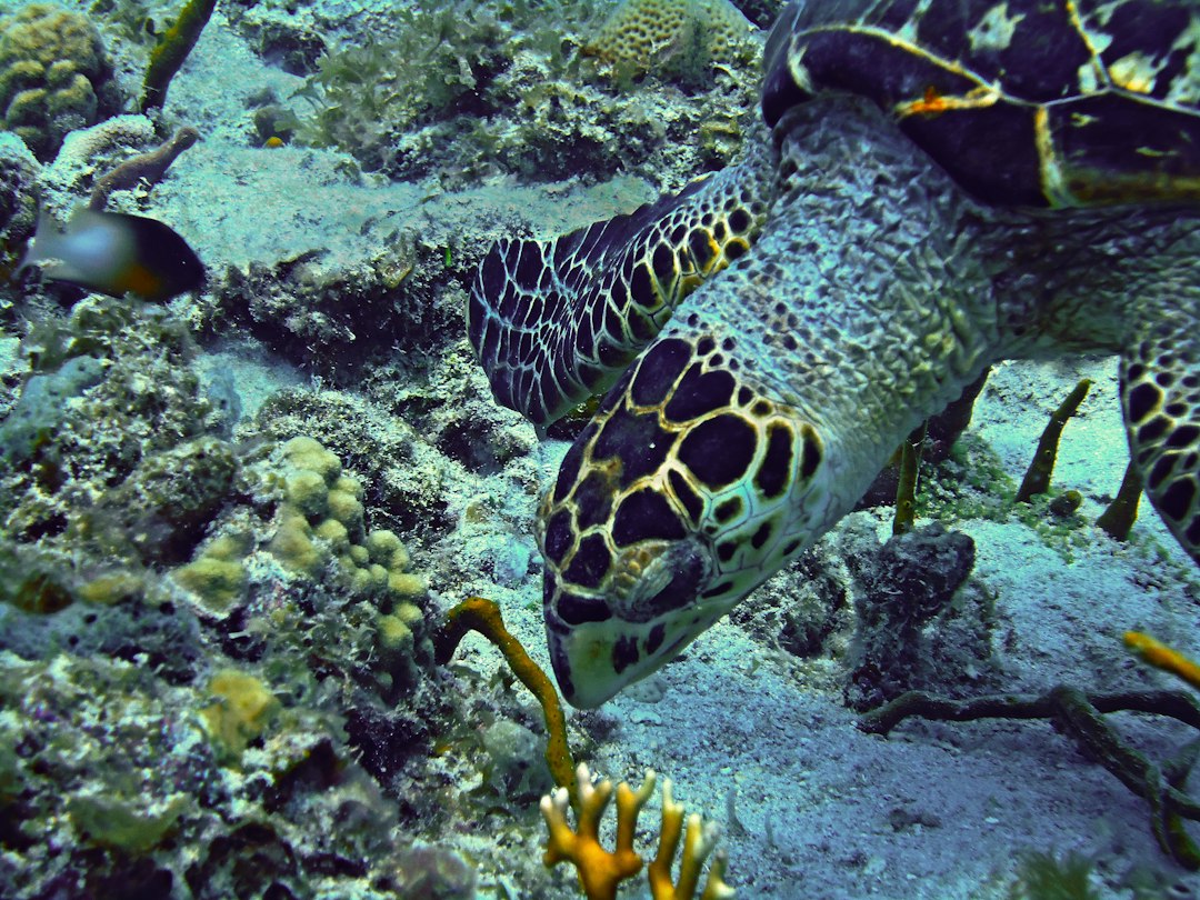 Sejour plongée caraibes